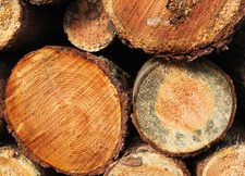 Holz01 Holz01